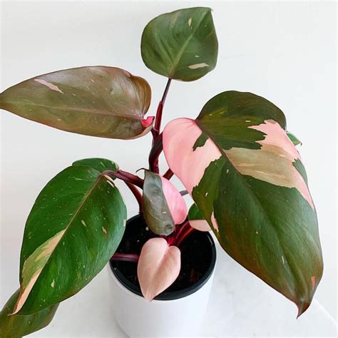 philodendron with pink leaves
